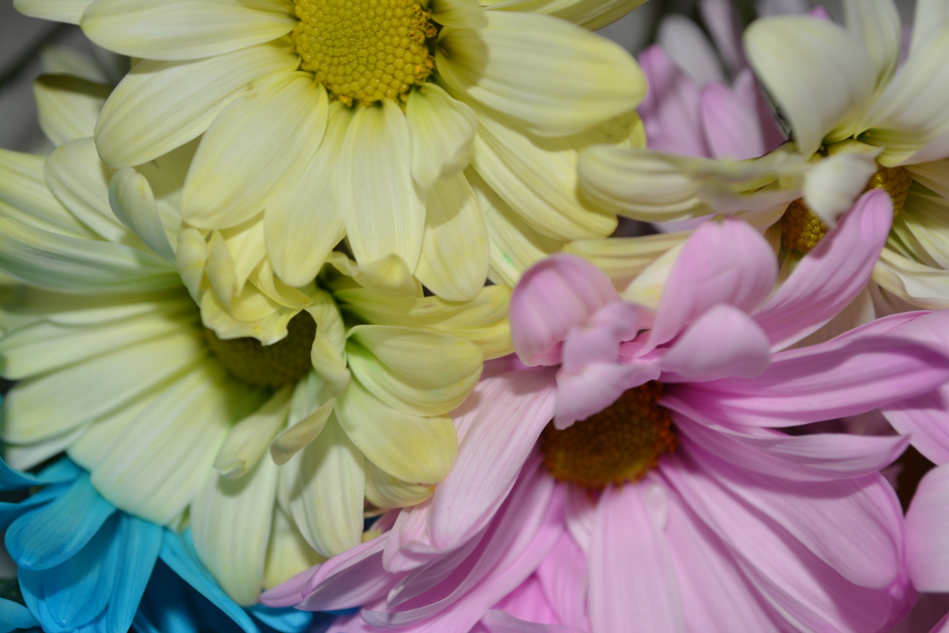 daisy flower pink free photo