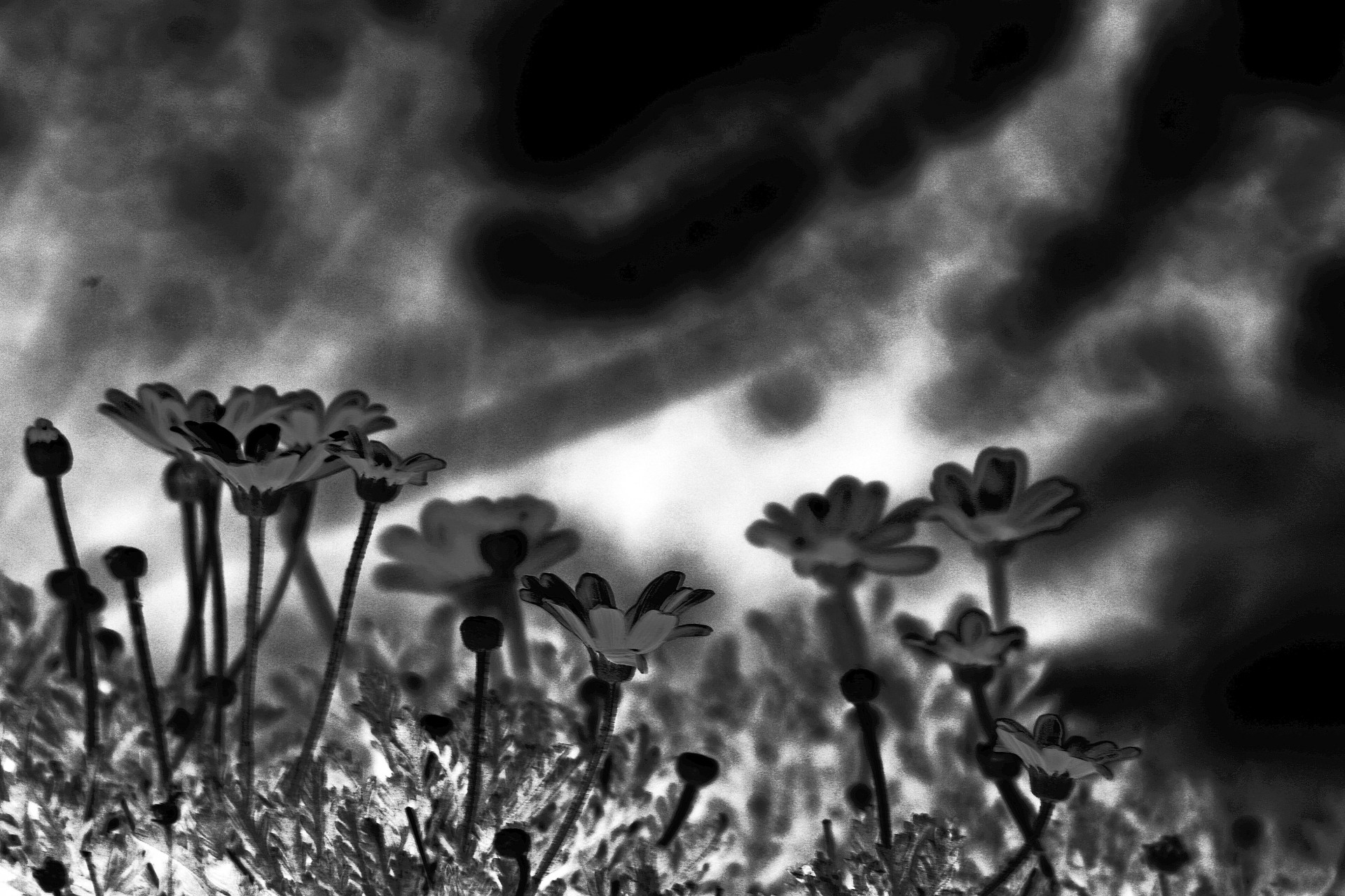 flowers black white free photo