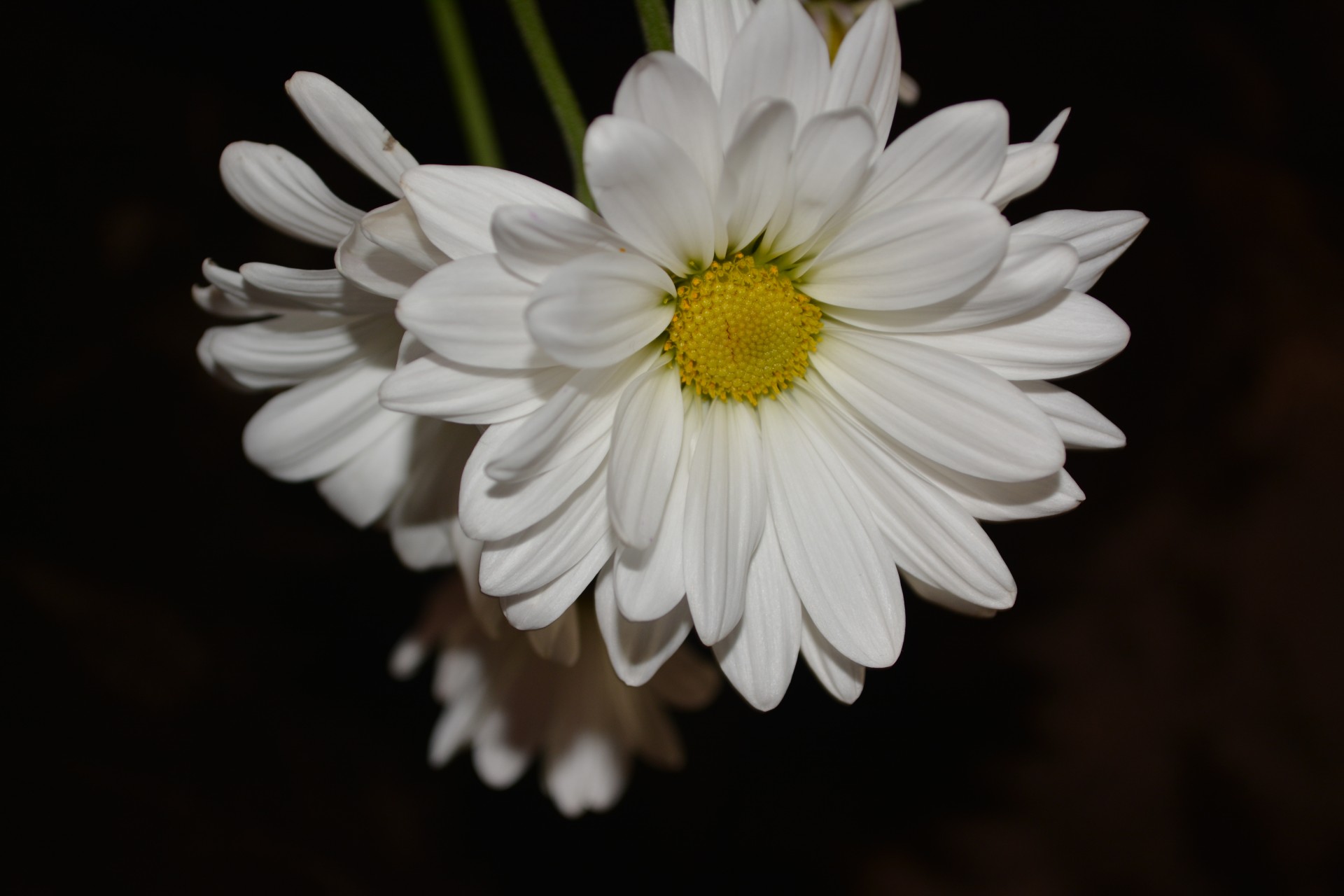 flower macro flora free photo