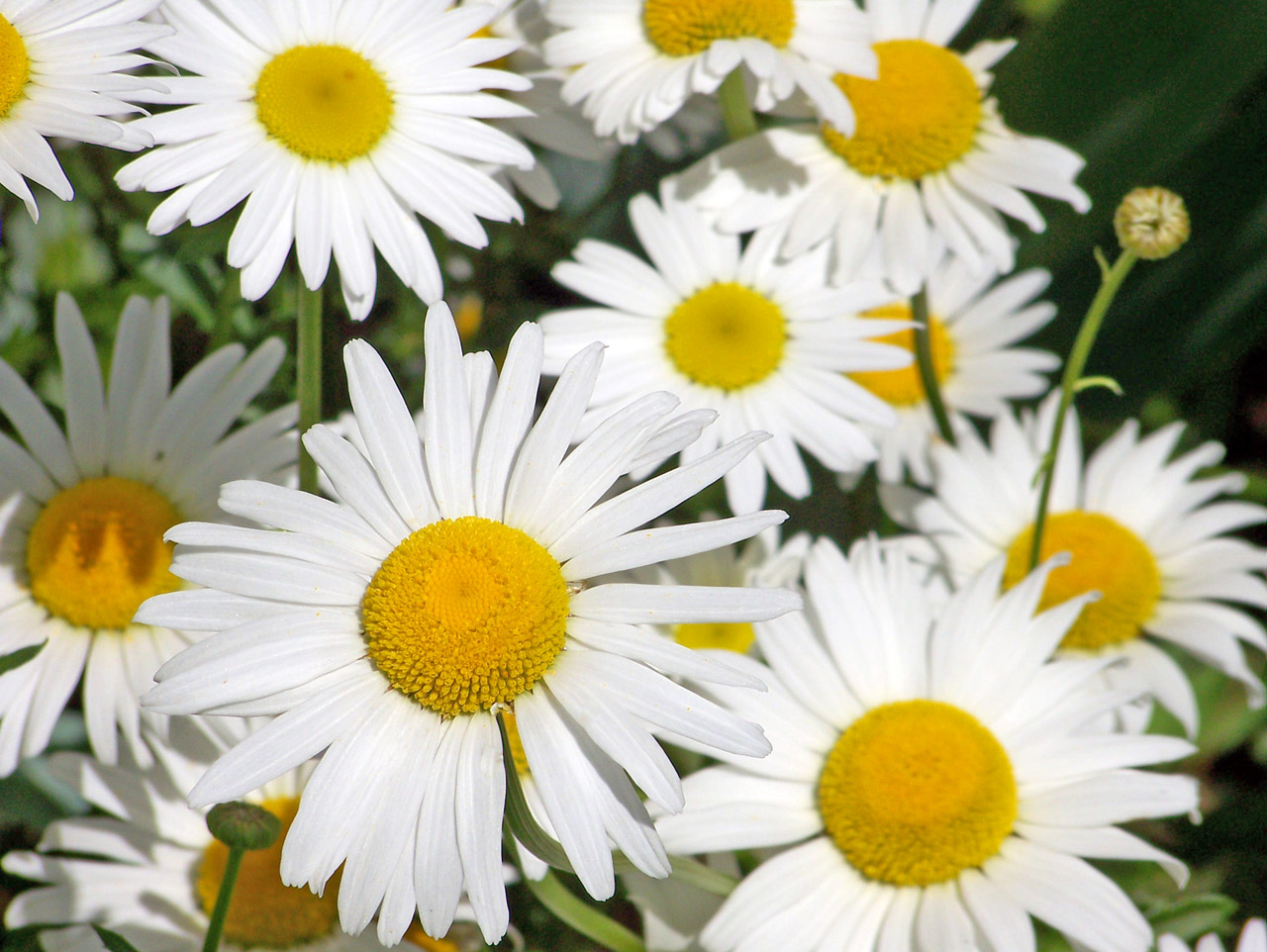 daisy daisies blooms free photo