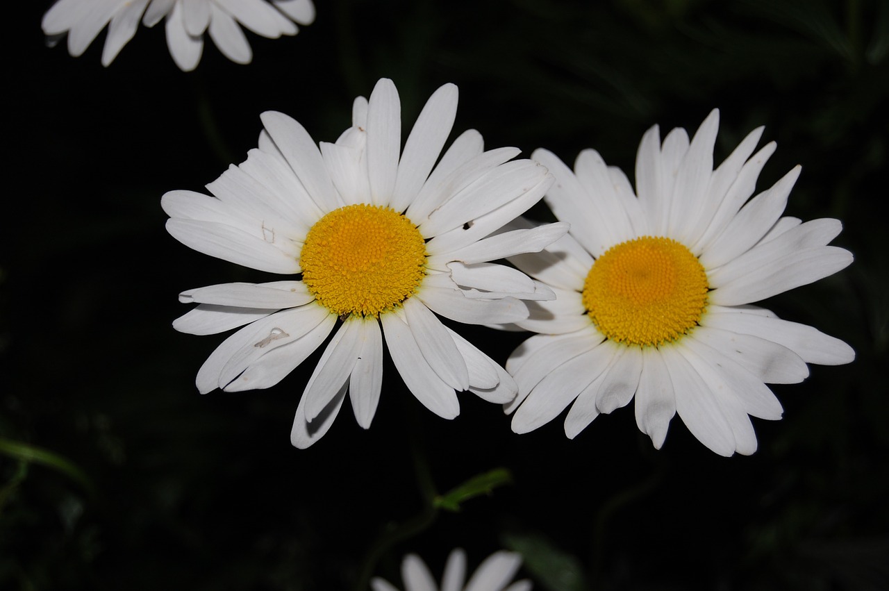 daisy white flower spring free photo