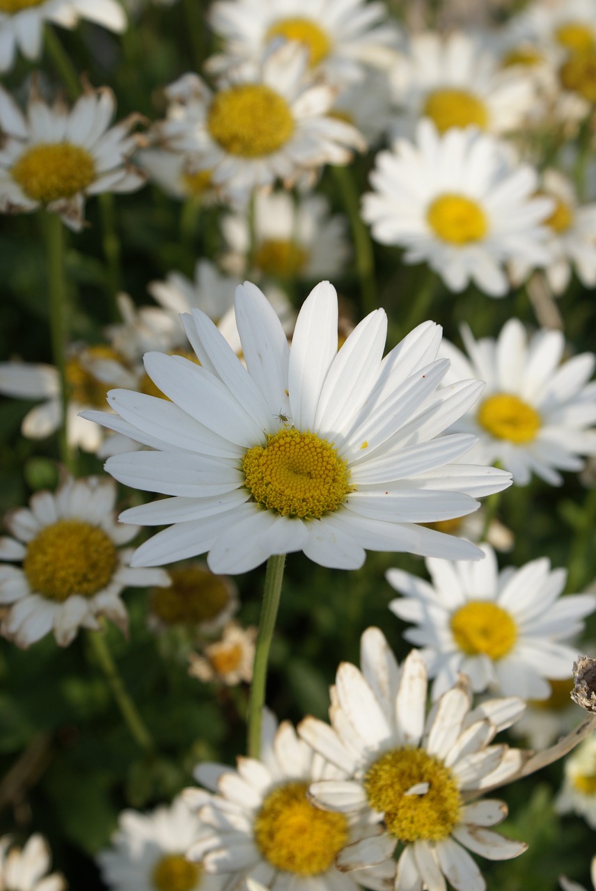 daisy flower nature free photo