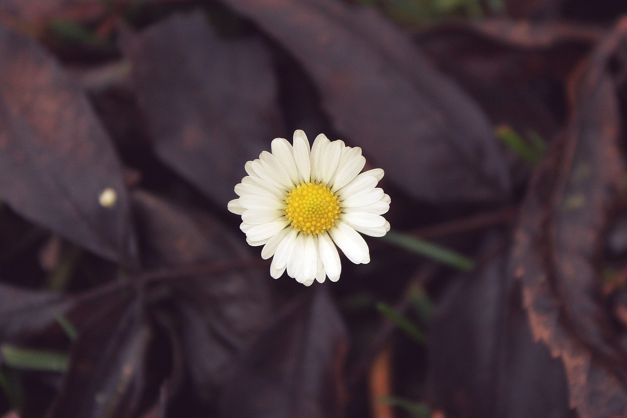 daisy flower plant free photo