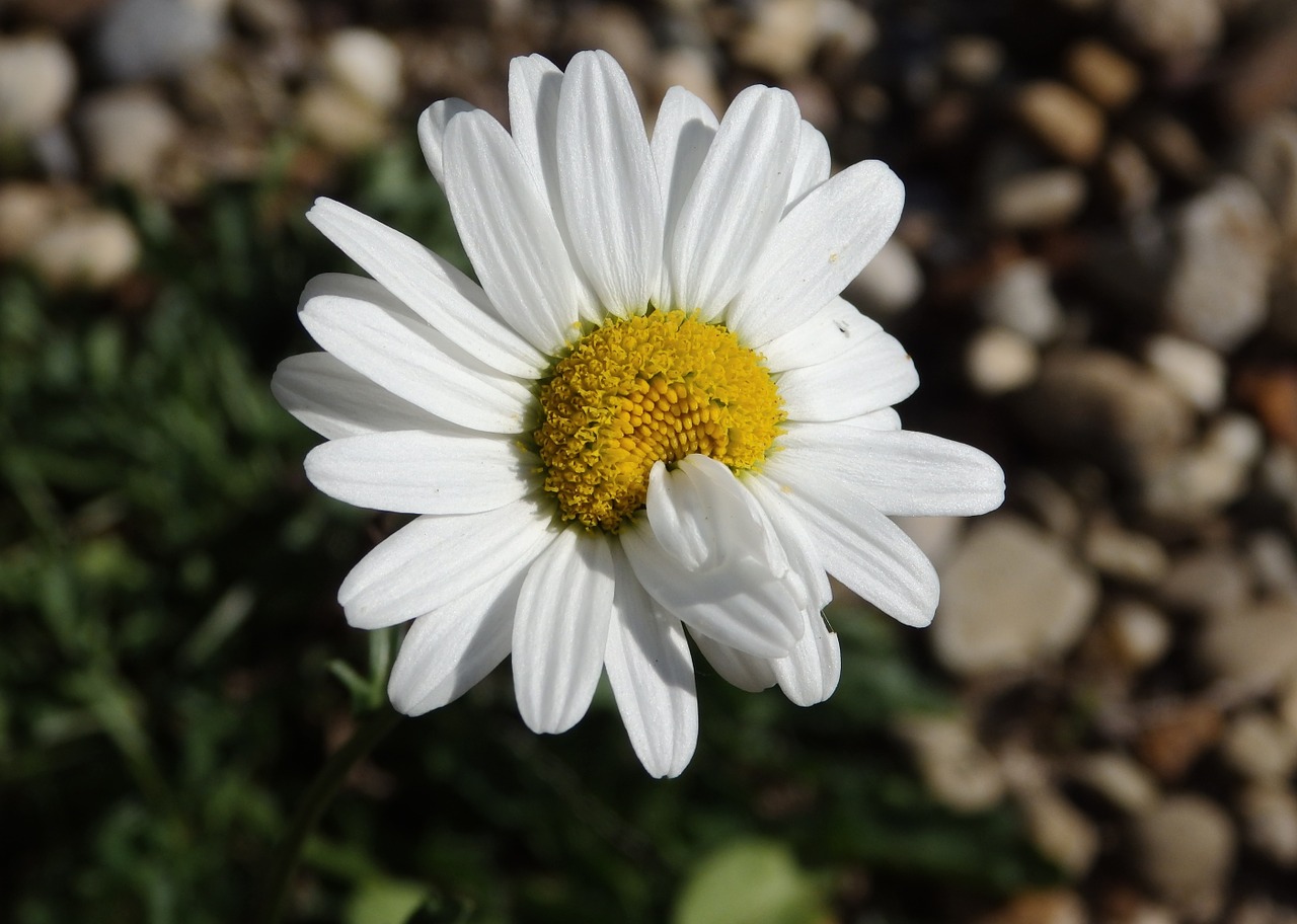 daisy mutant mutated free photo