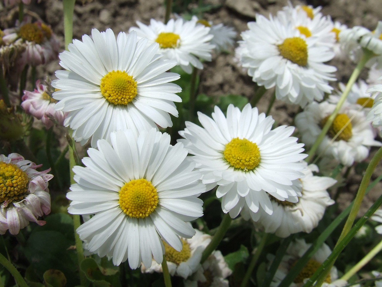 daisy flowers garden free photo