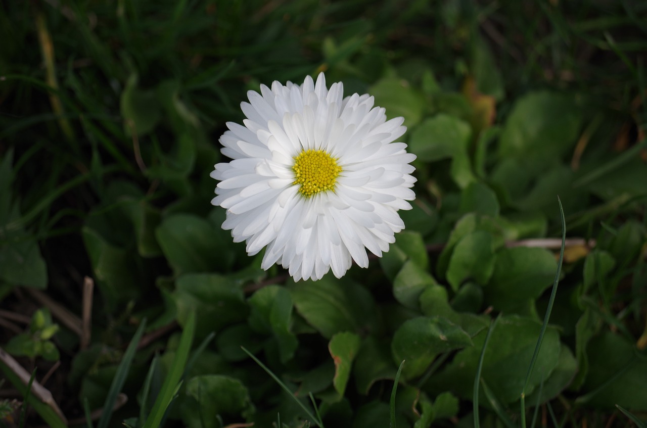 daisy flower white free photo