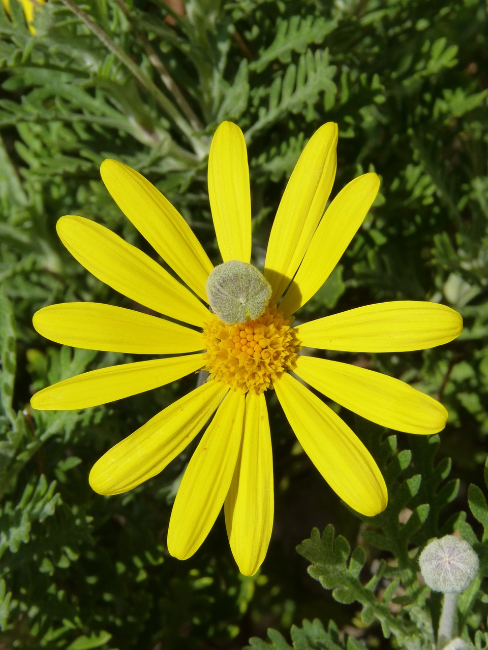 daisy yellow flower cocoon free photo