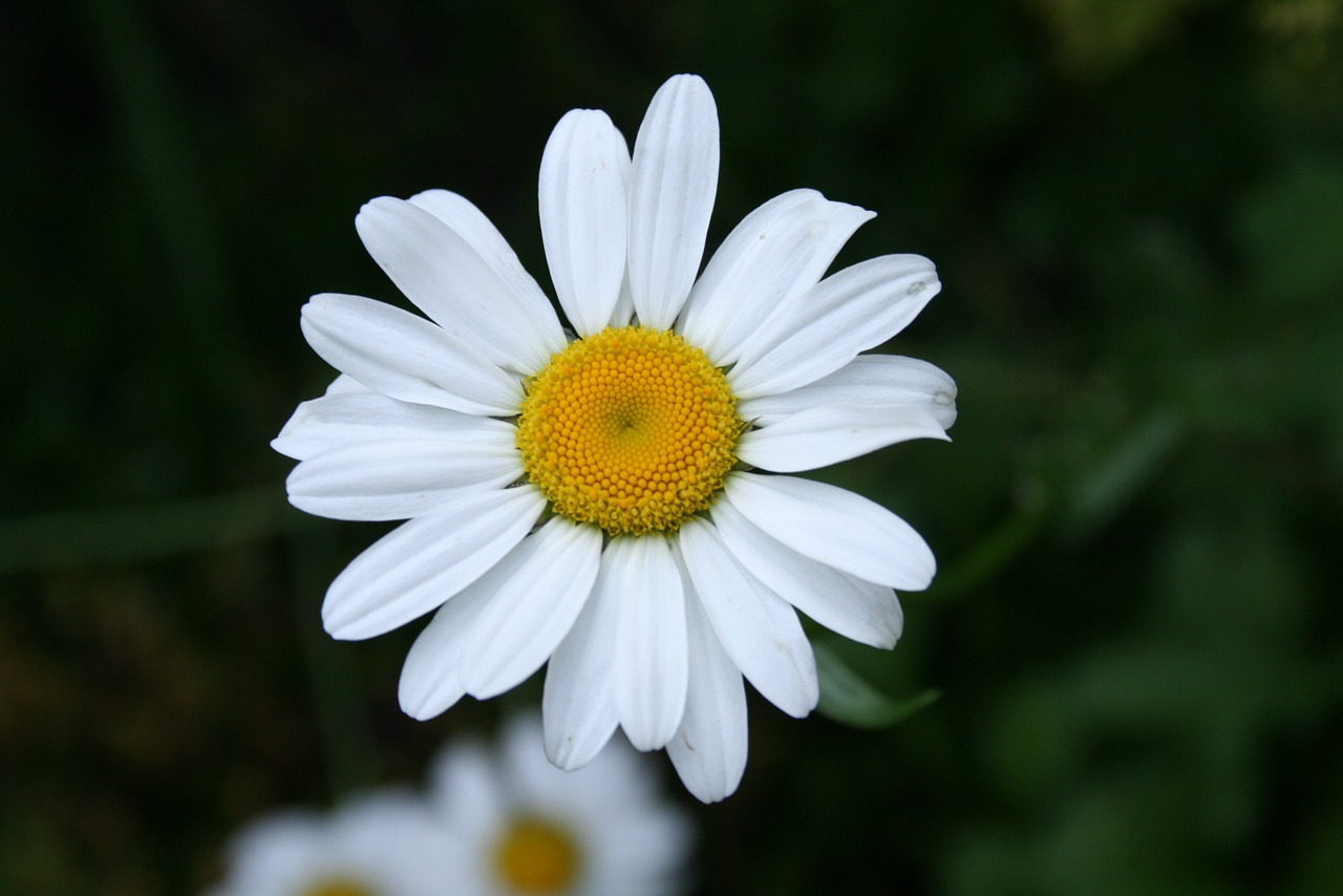 daisy flower meadow flower free photo