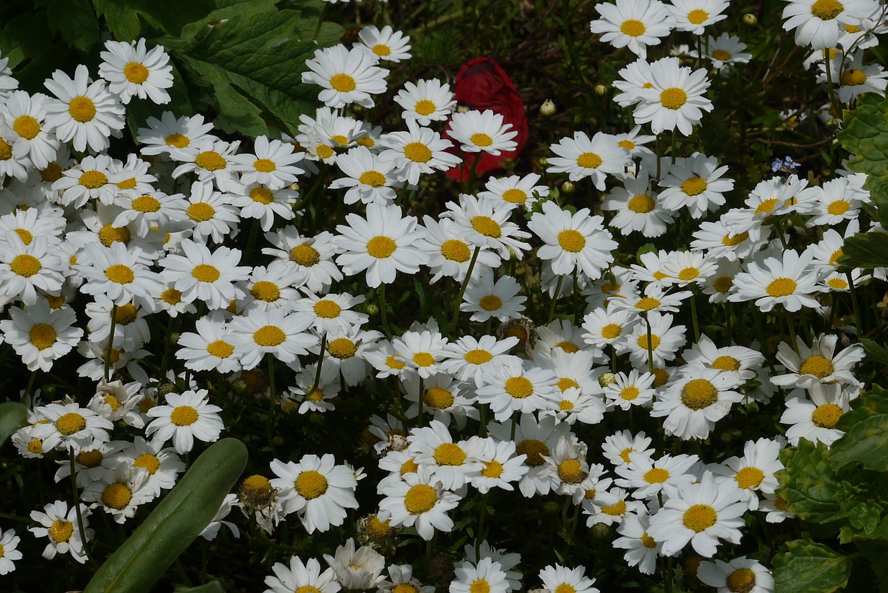 daisy flowers white free photo