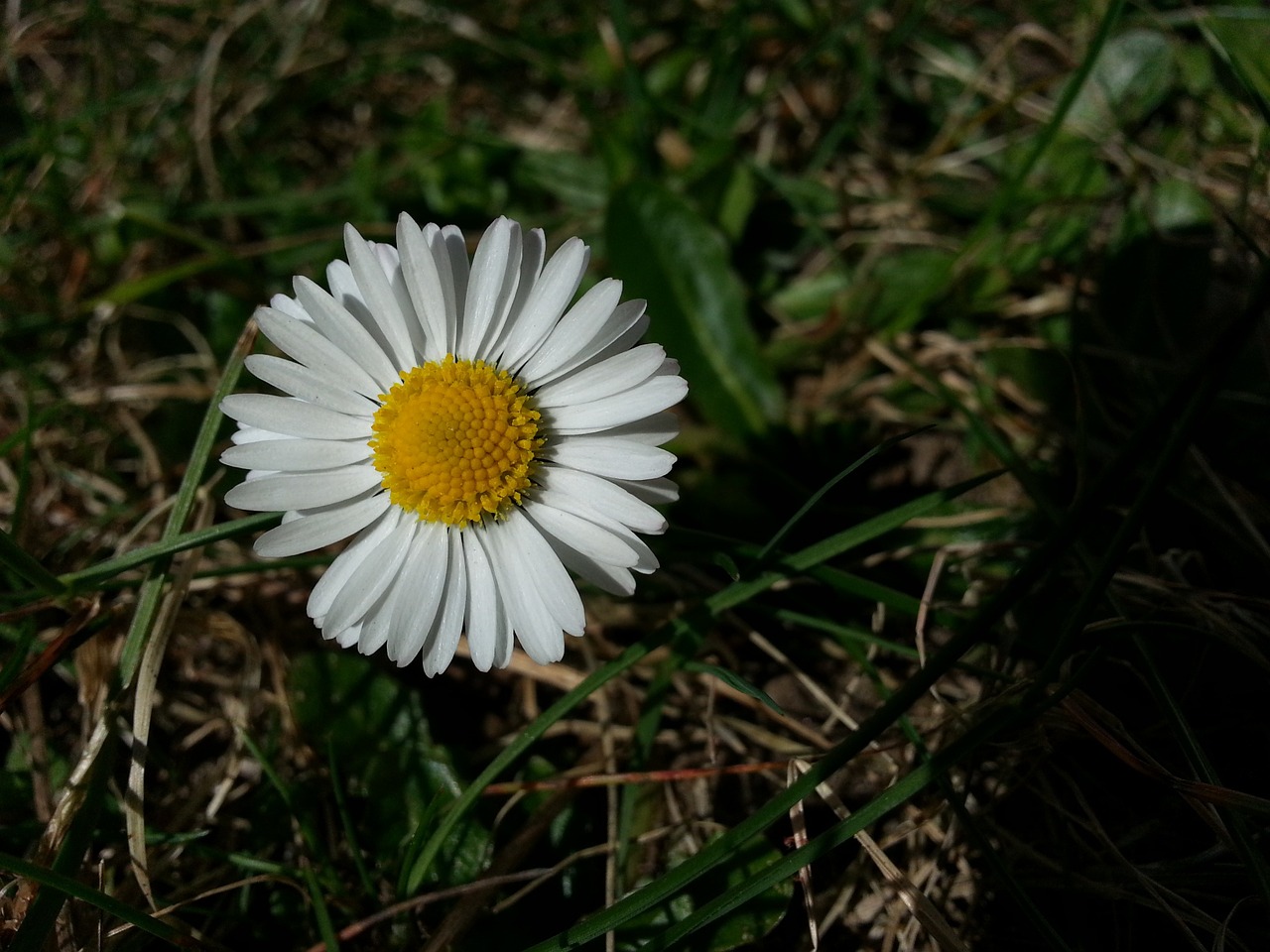 daisy plant flower free photo