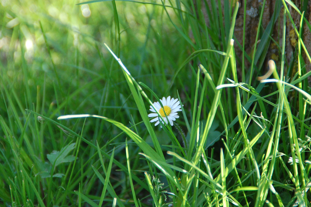 daisy flower nature free photo