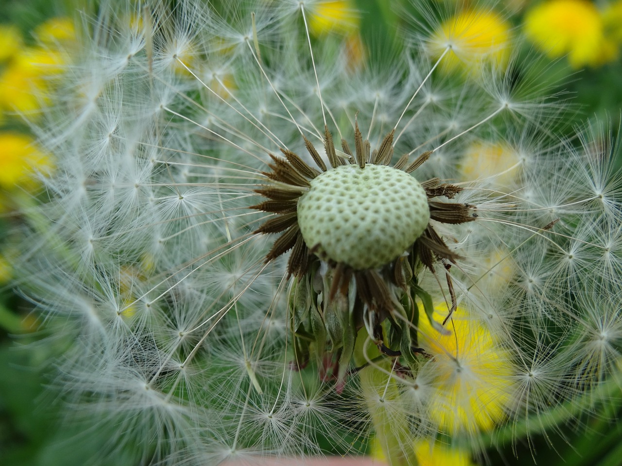 daisy dandelion summer free photo