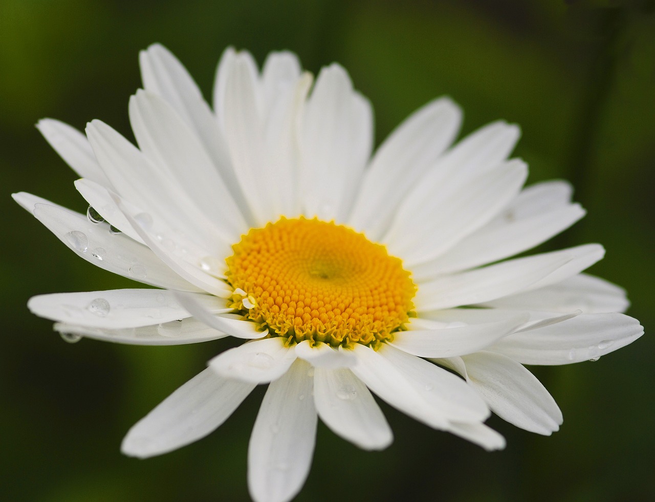 daisy flower nature free photo