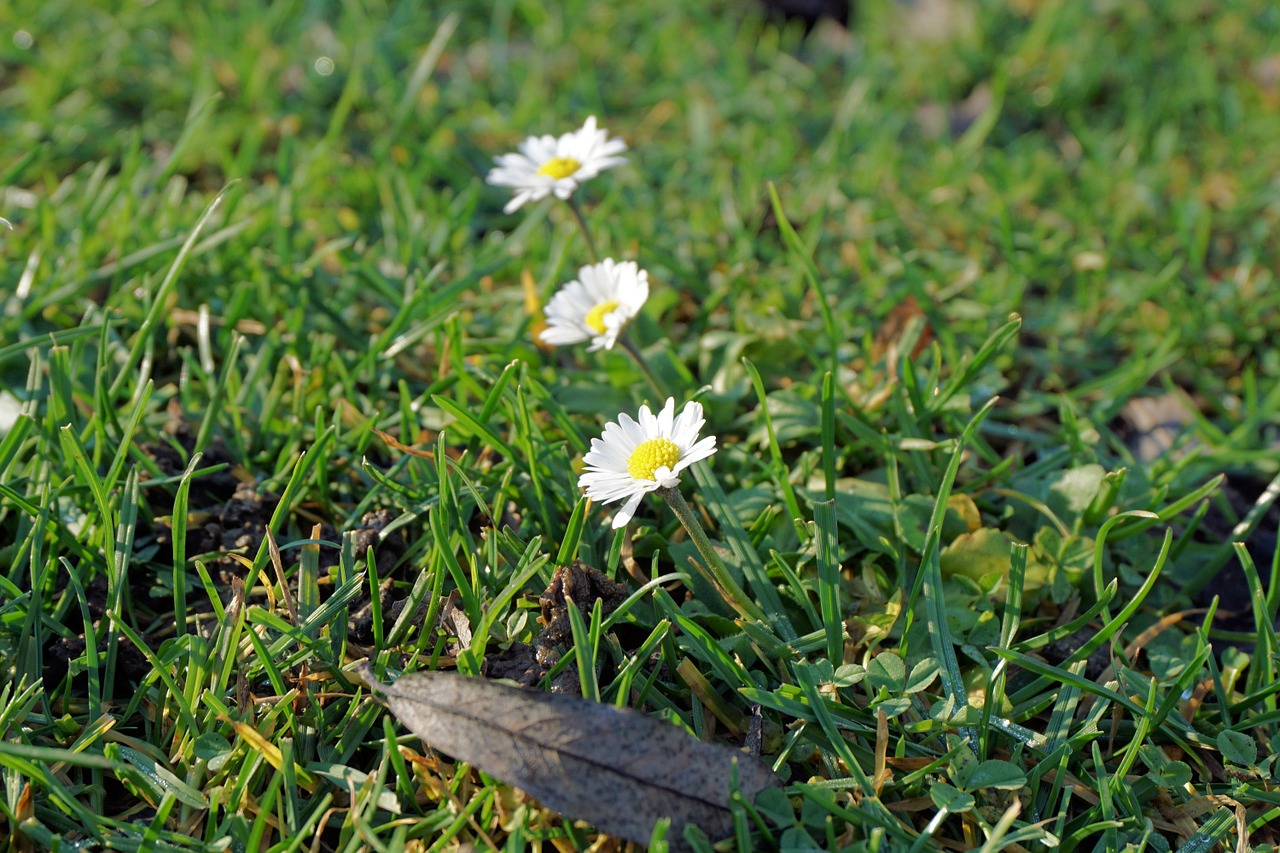 daisy flower blossom free photo