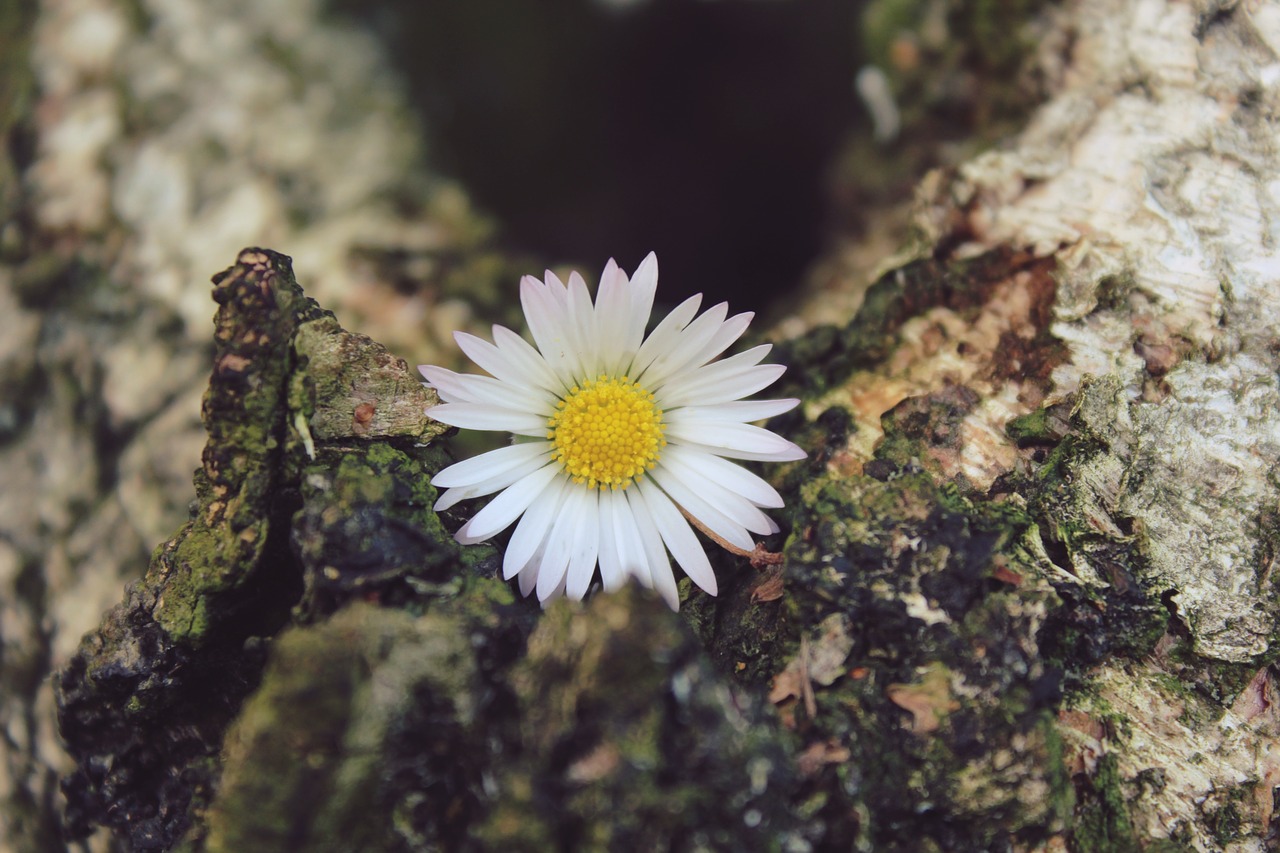 daisy flower blossom free photo