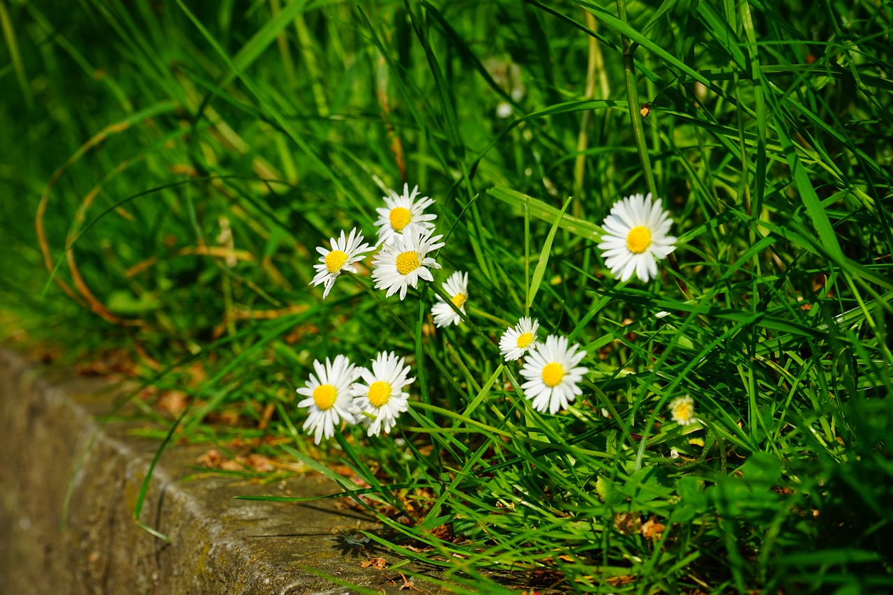 daisy flowers white free photo