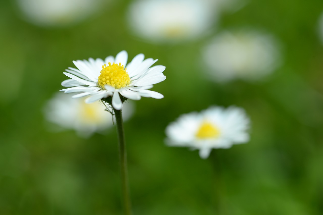 daisy macro spring free photo