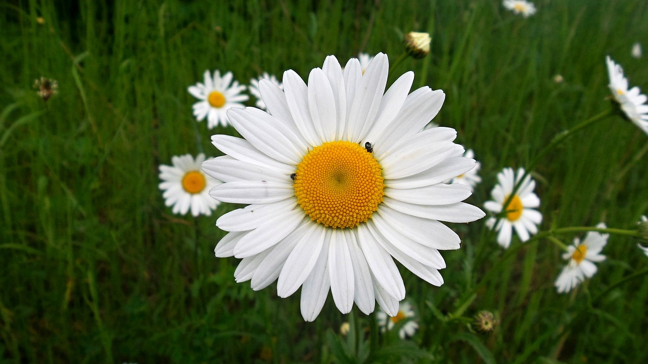 daisy flower macro free photo