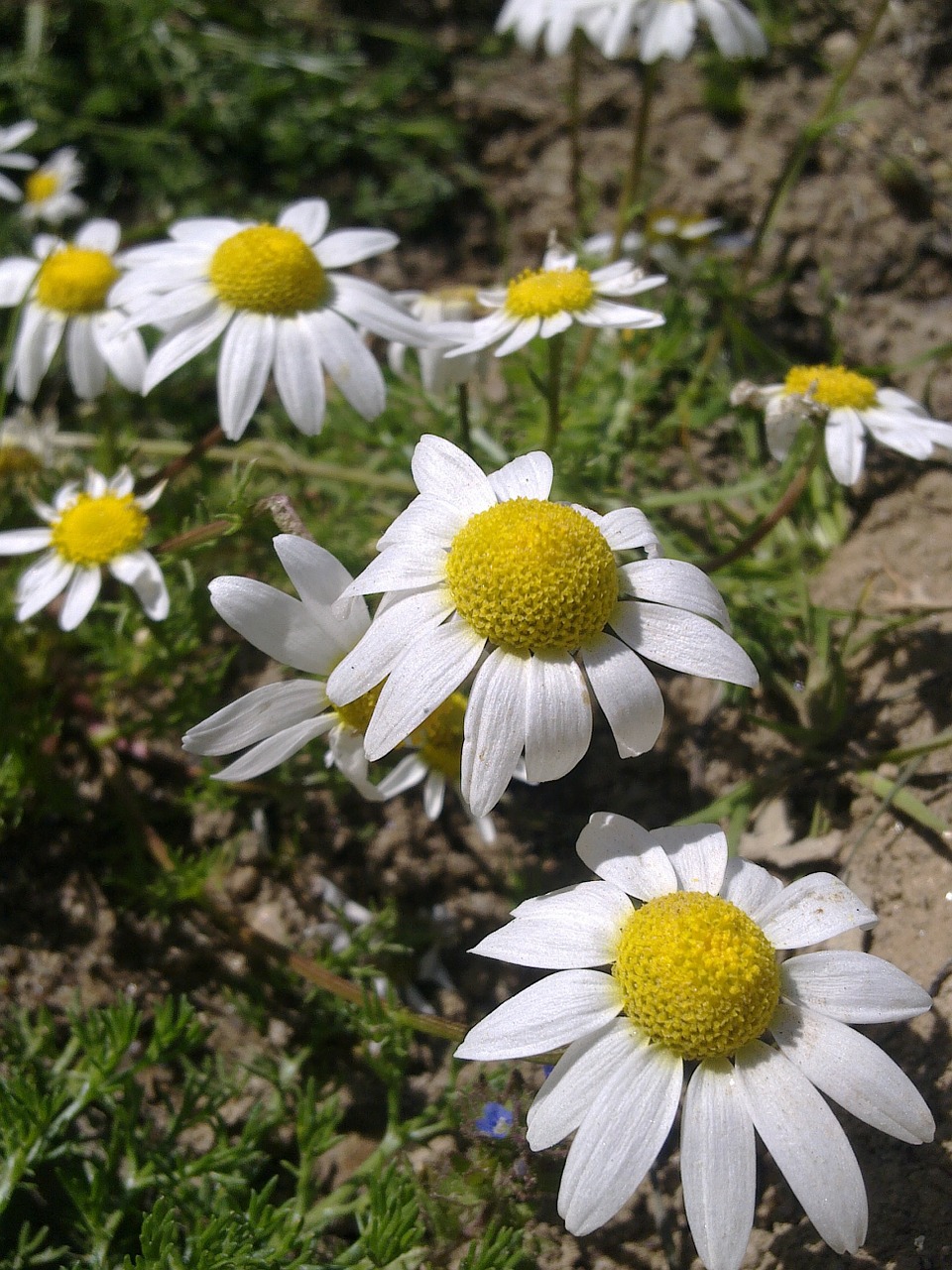 daisy flower spring free photo