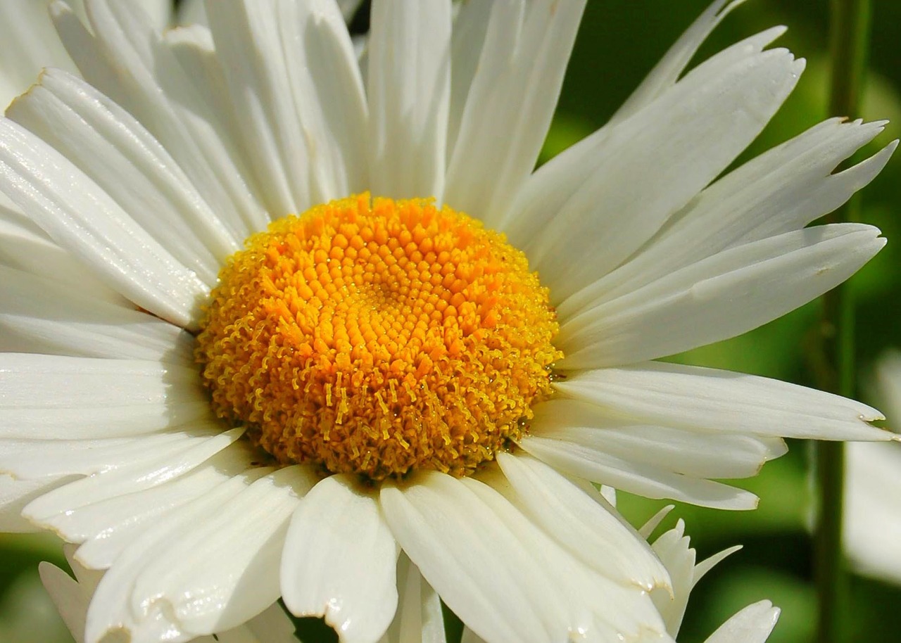 daisy flower flowerhead free photo