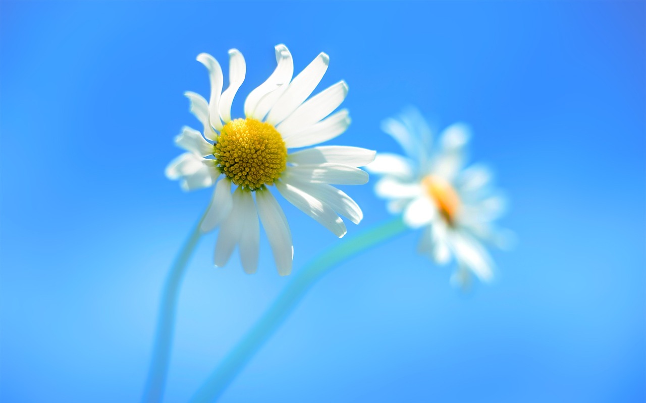 daisy white petals yellow center free photo