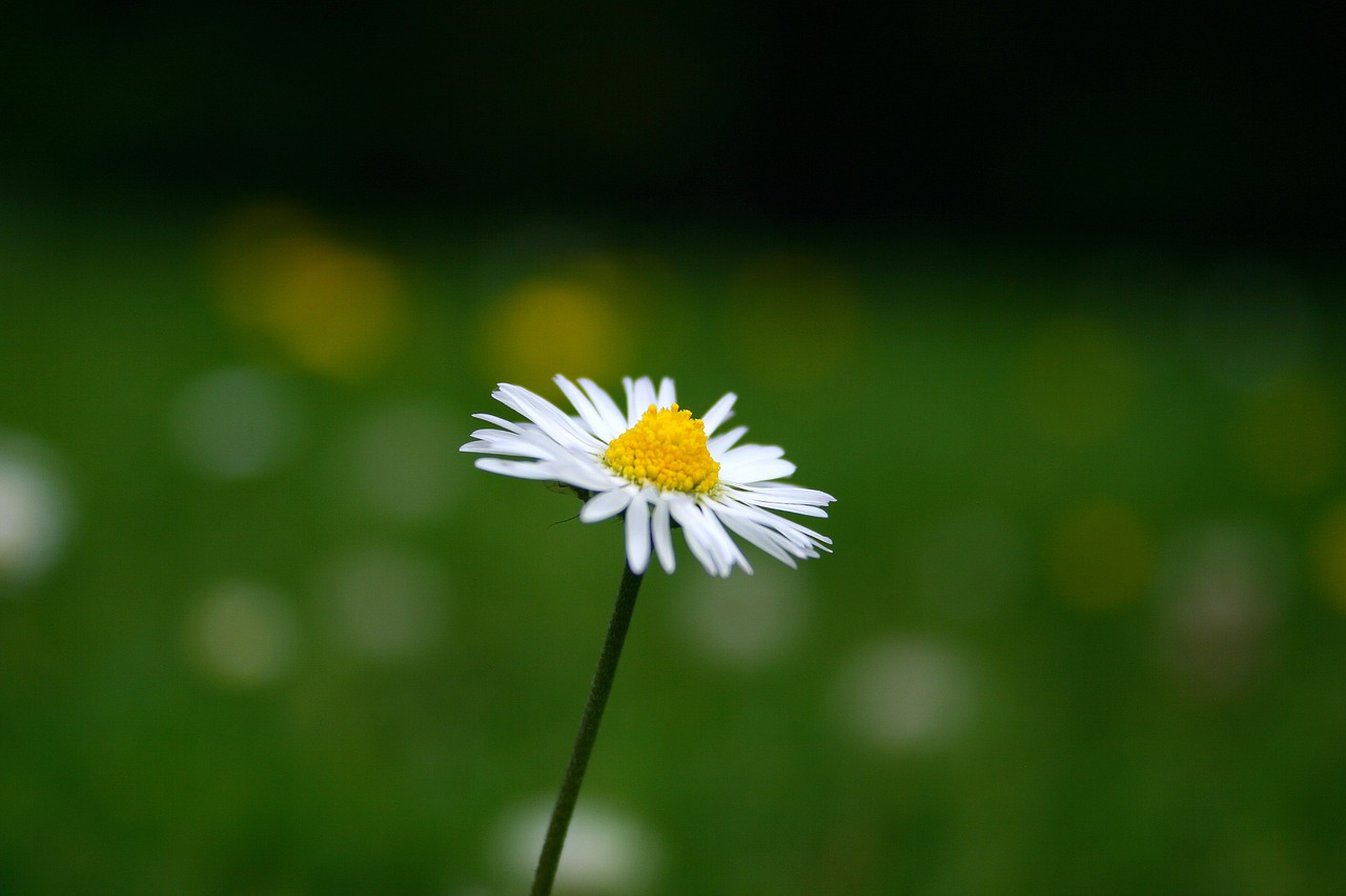 daisy flower lawn free photo
