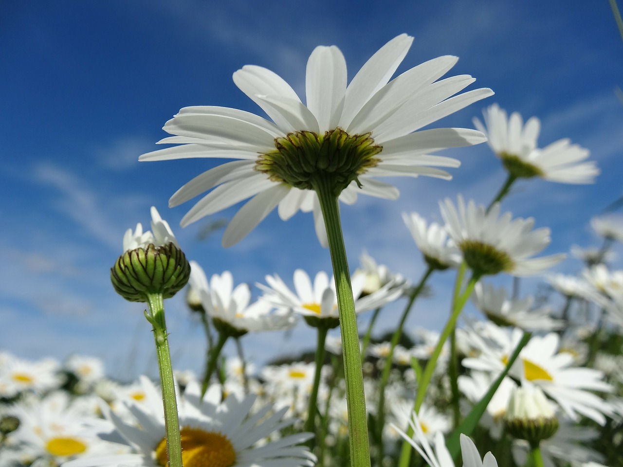 daisy flower meadow flowers free photo