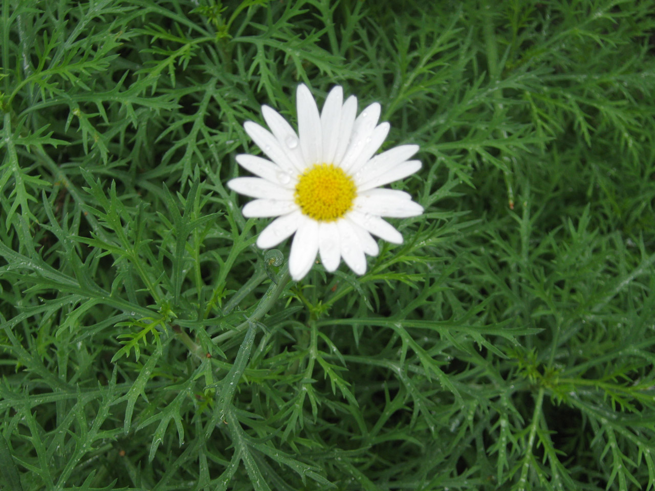 white flower daisy free photo