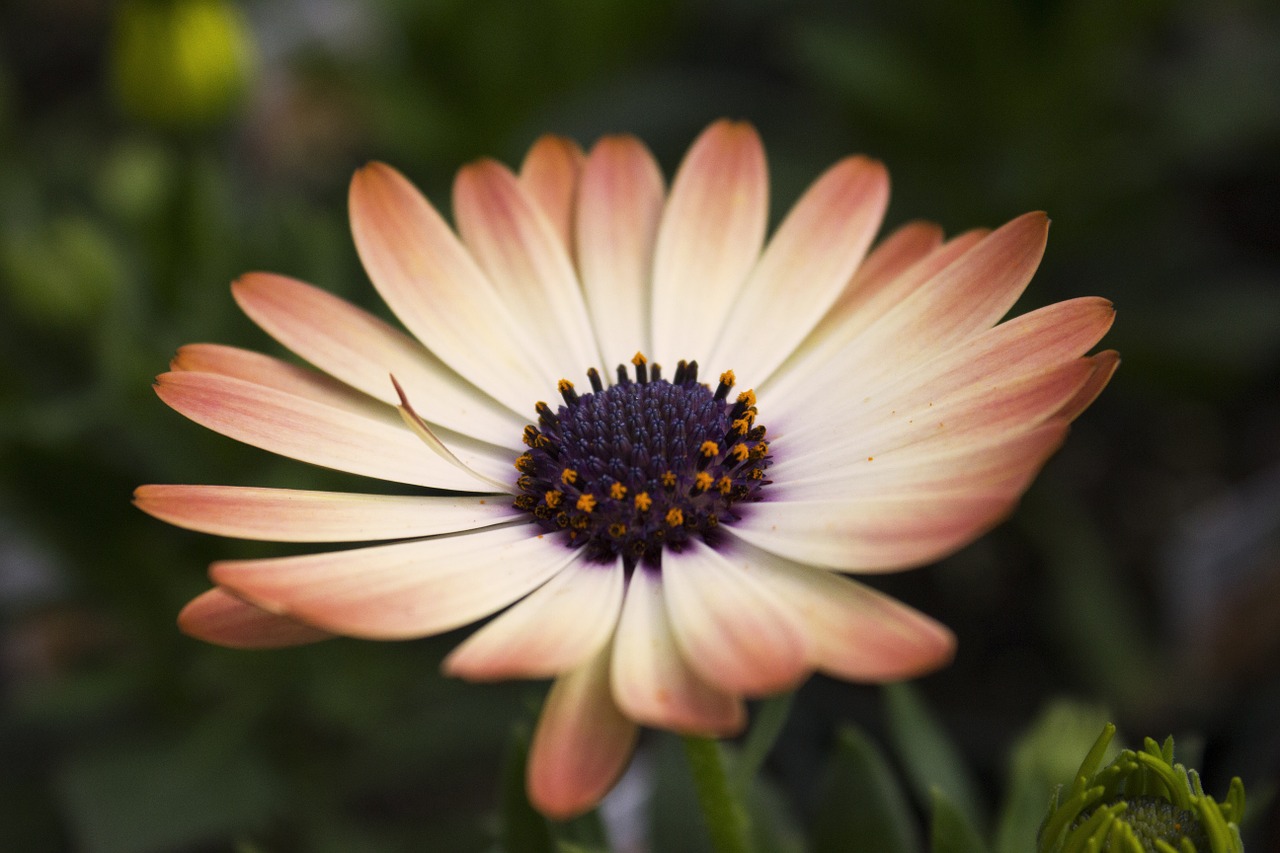 daisy flower beautiful free photo