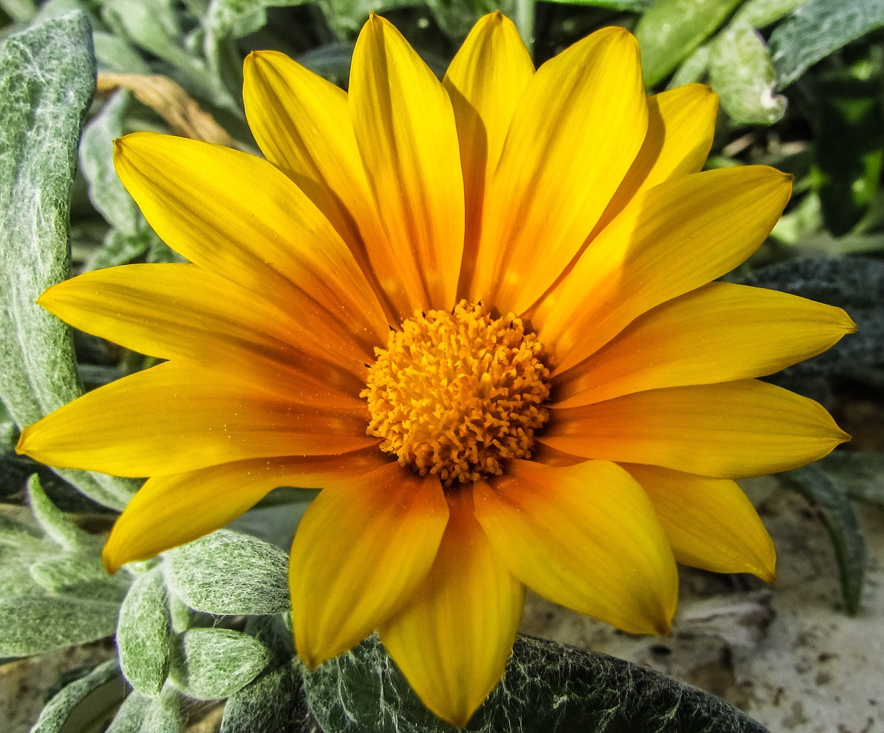 daisy flower yellow free photo