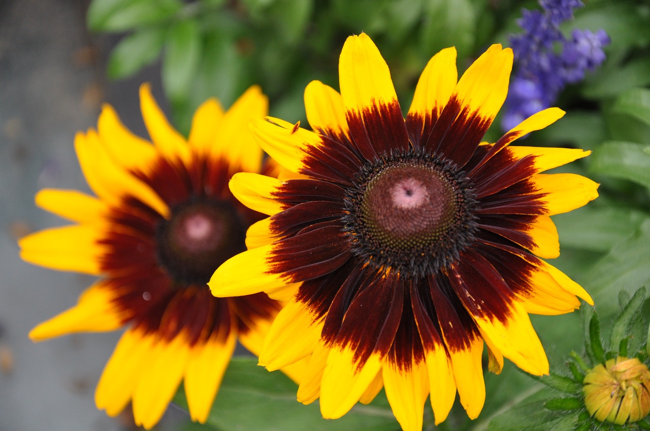 daisy marguerite garden free photo