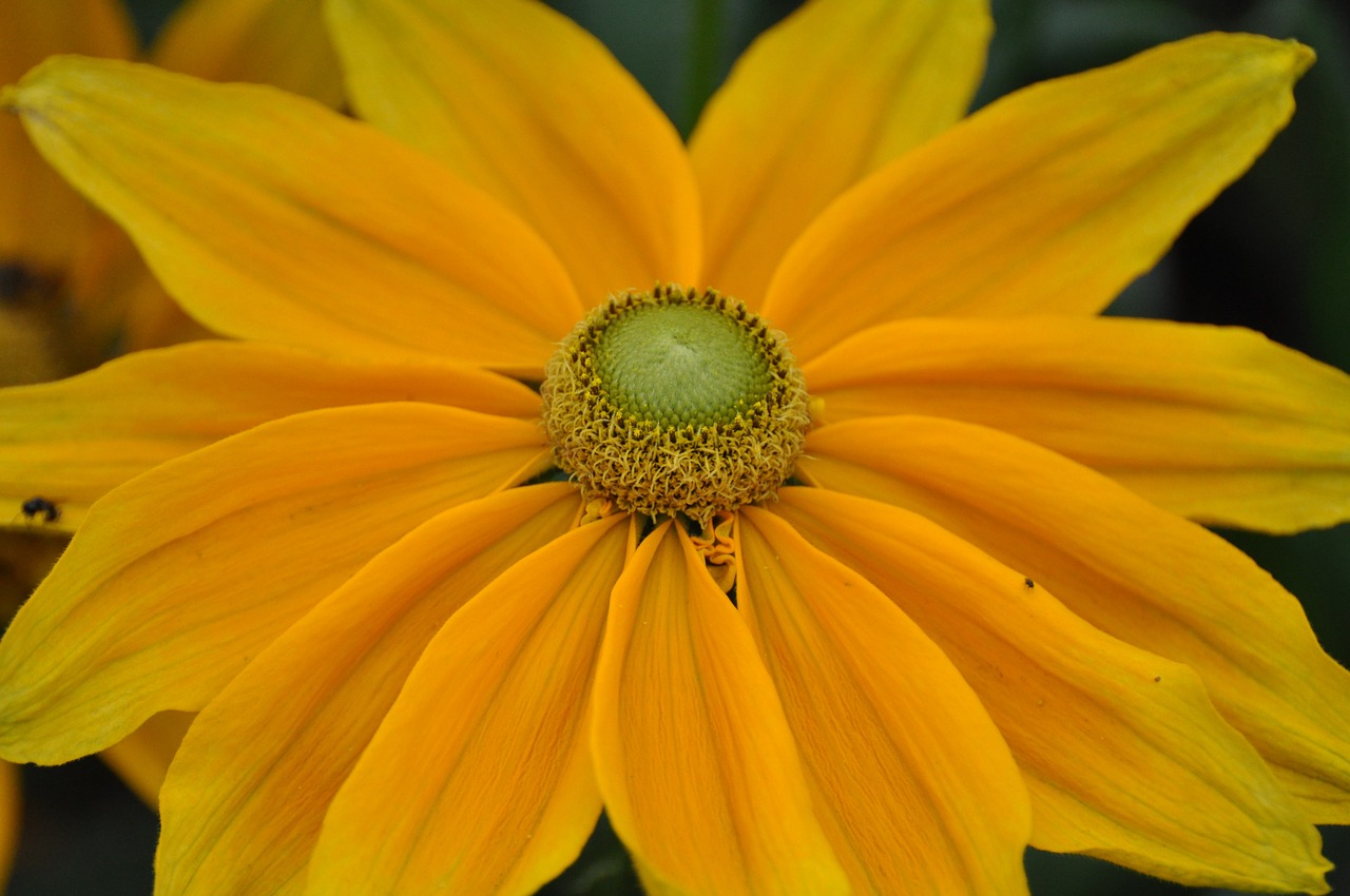 daisy marguerite garden free photo