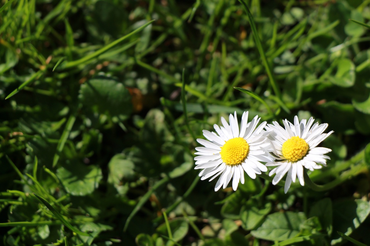 daisy grass green free photo