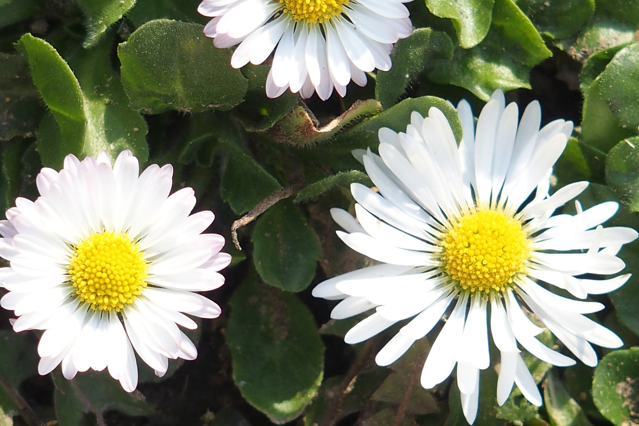 daisy spring meadow free photo