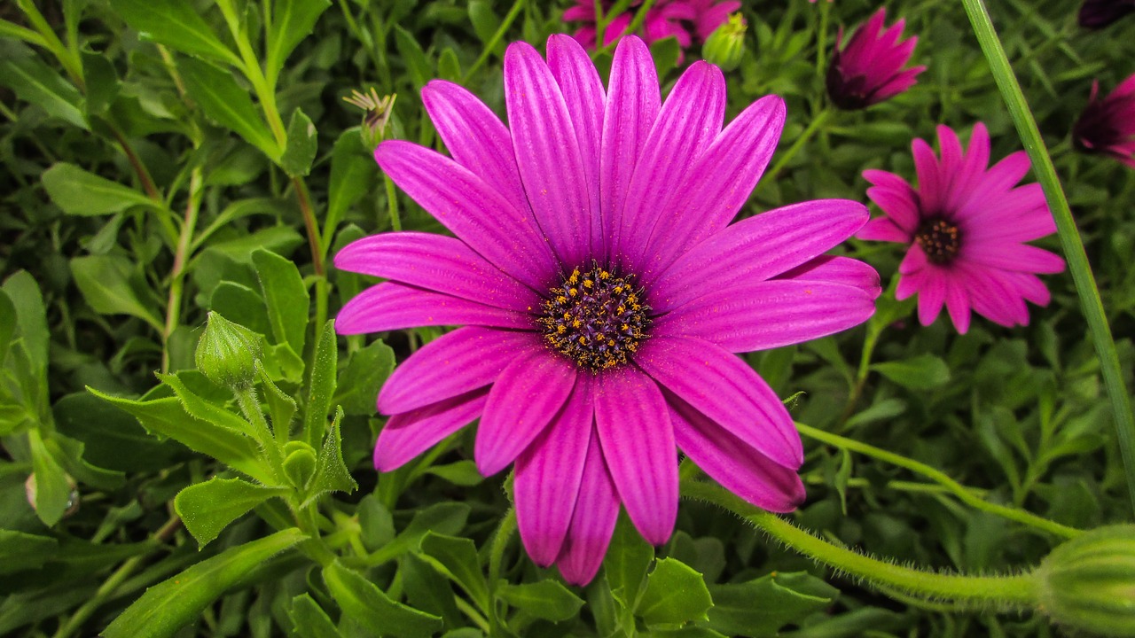 daisy flower colorful free photo