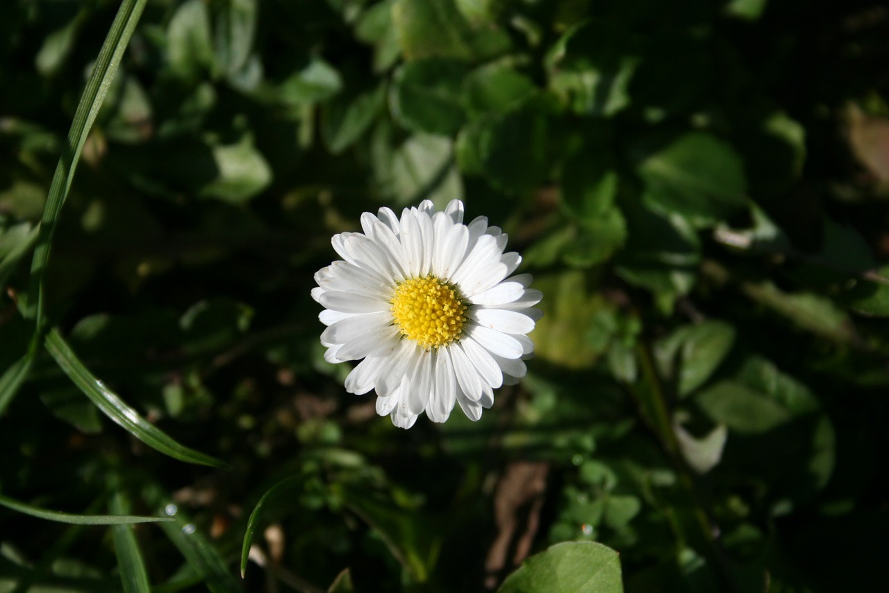 daisy flower white free photo