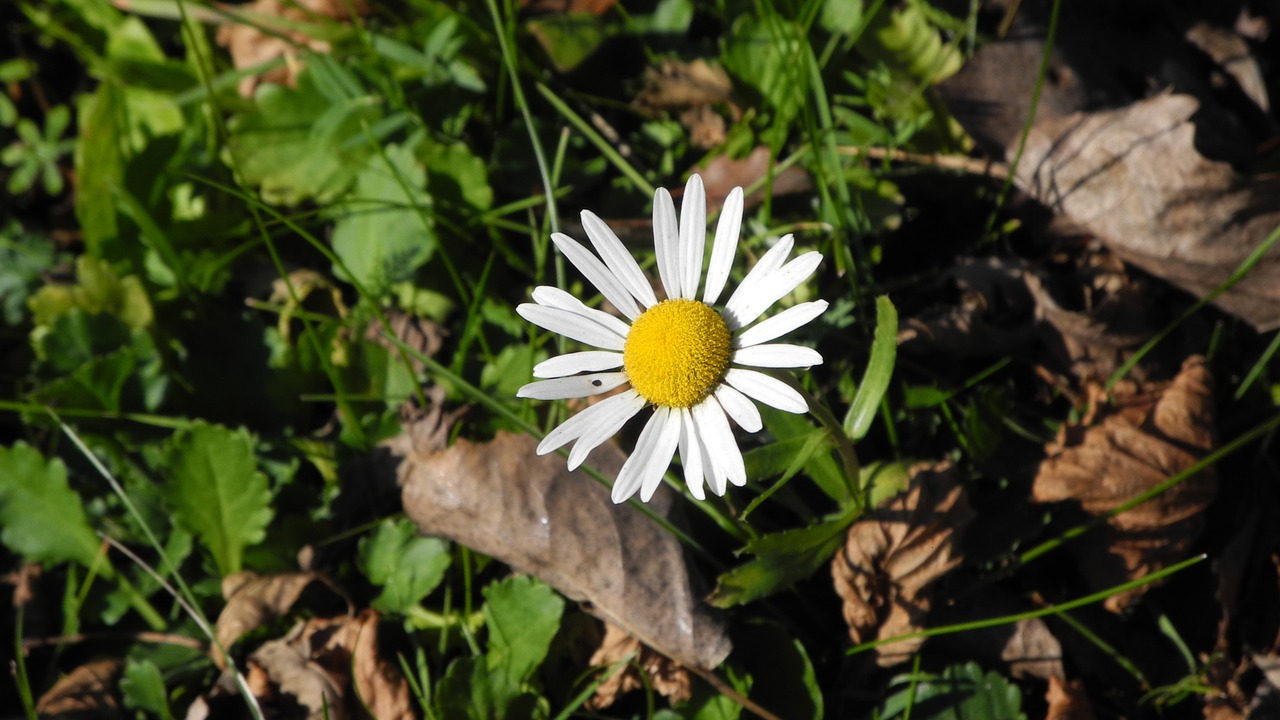 daisy meadow leaves free photo