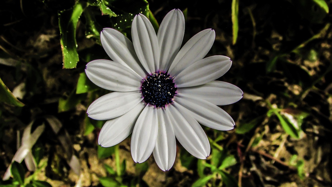 daisy flower white free photo