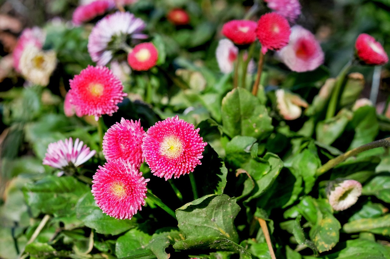 daisy pink bloom free photo