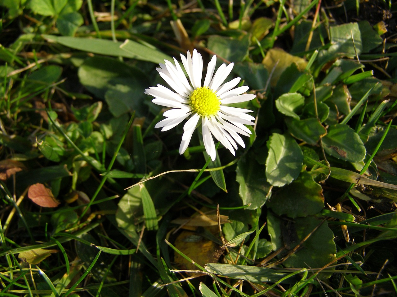 daisy flower flowers free photo