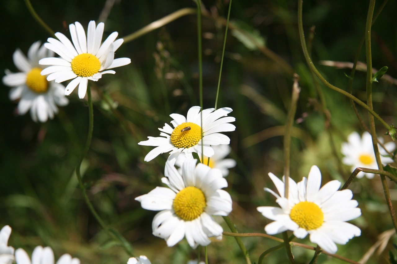 daisy geese flower flower free photo