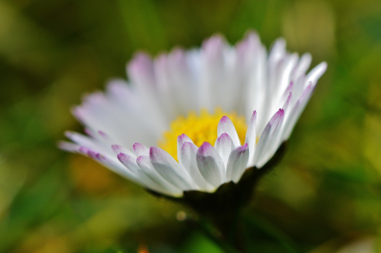 daisy flower meadow free photo