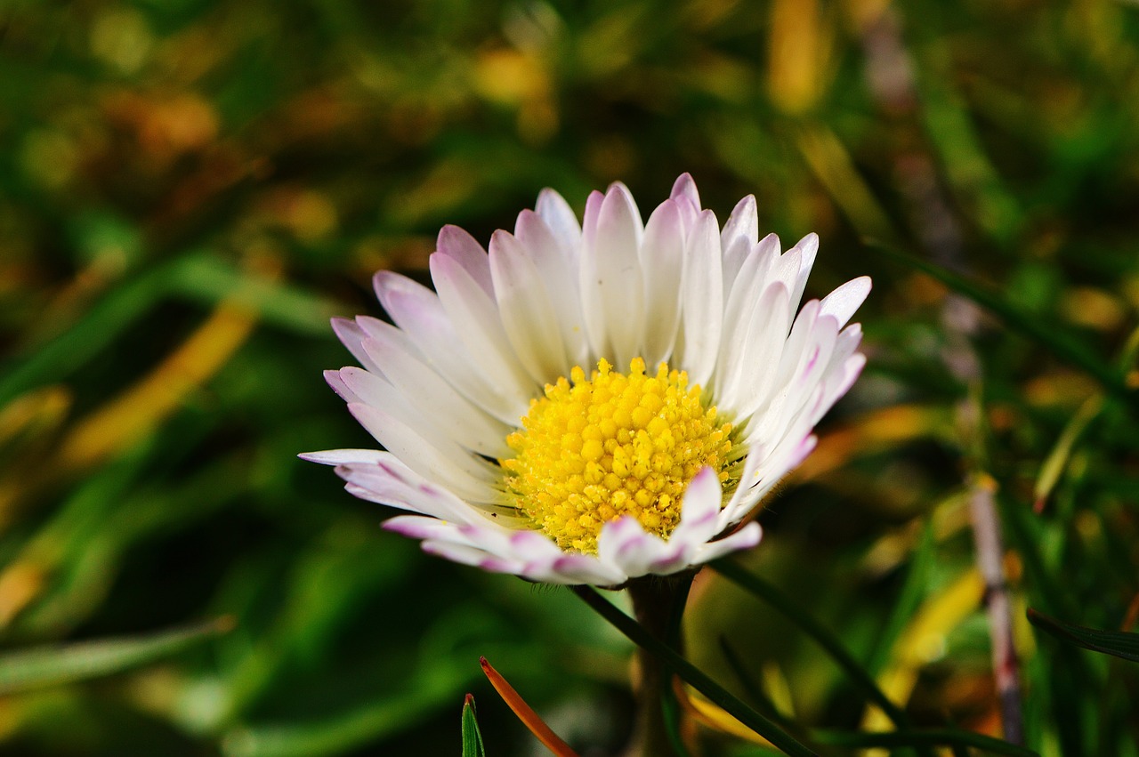 daisy flower meadow free photo