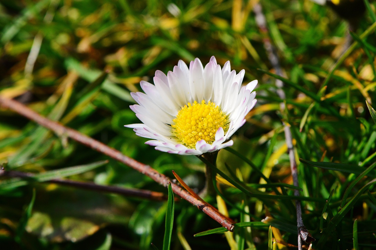 daisy flower meadow free photo