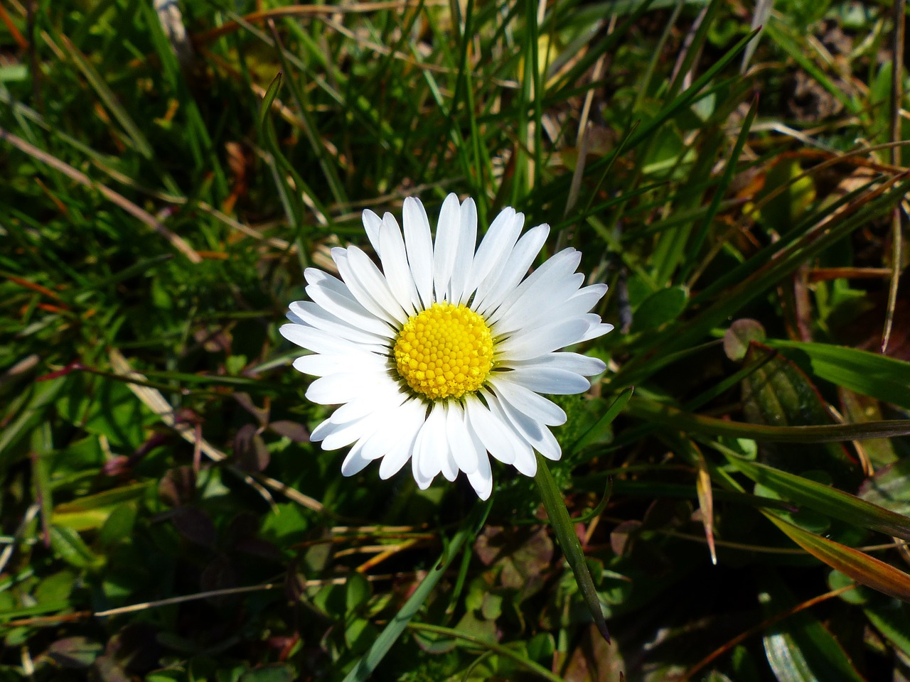 daisy flower nature free photo