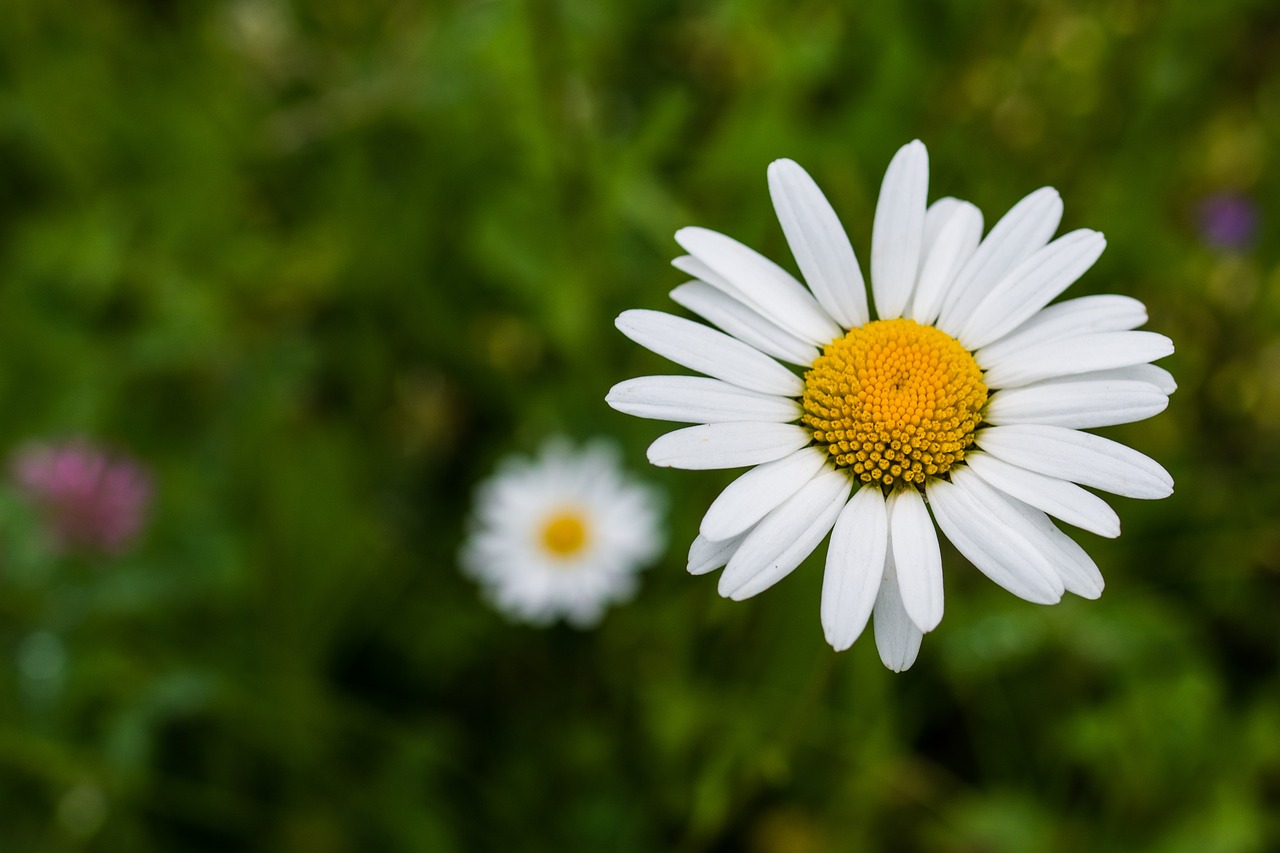 daisy flower white free photo