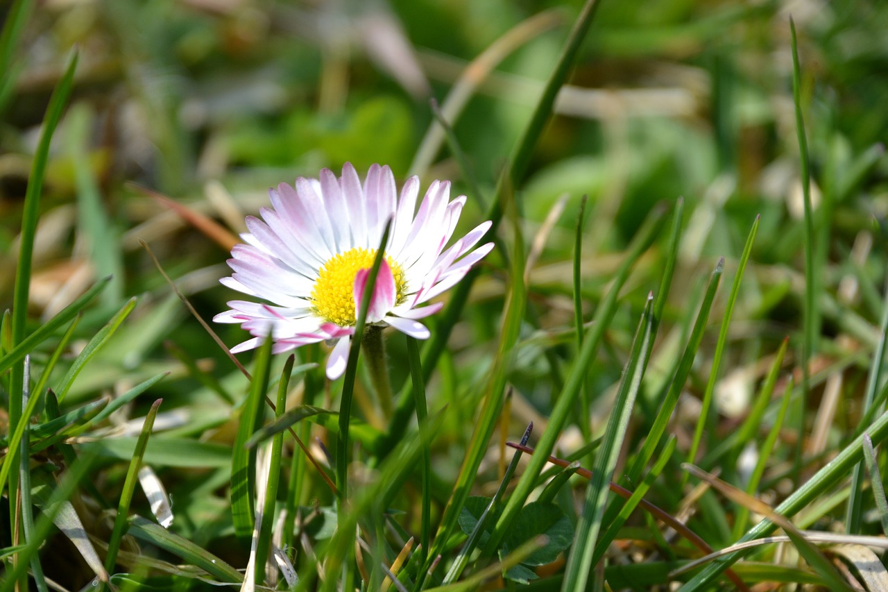 daisy flower white free photo