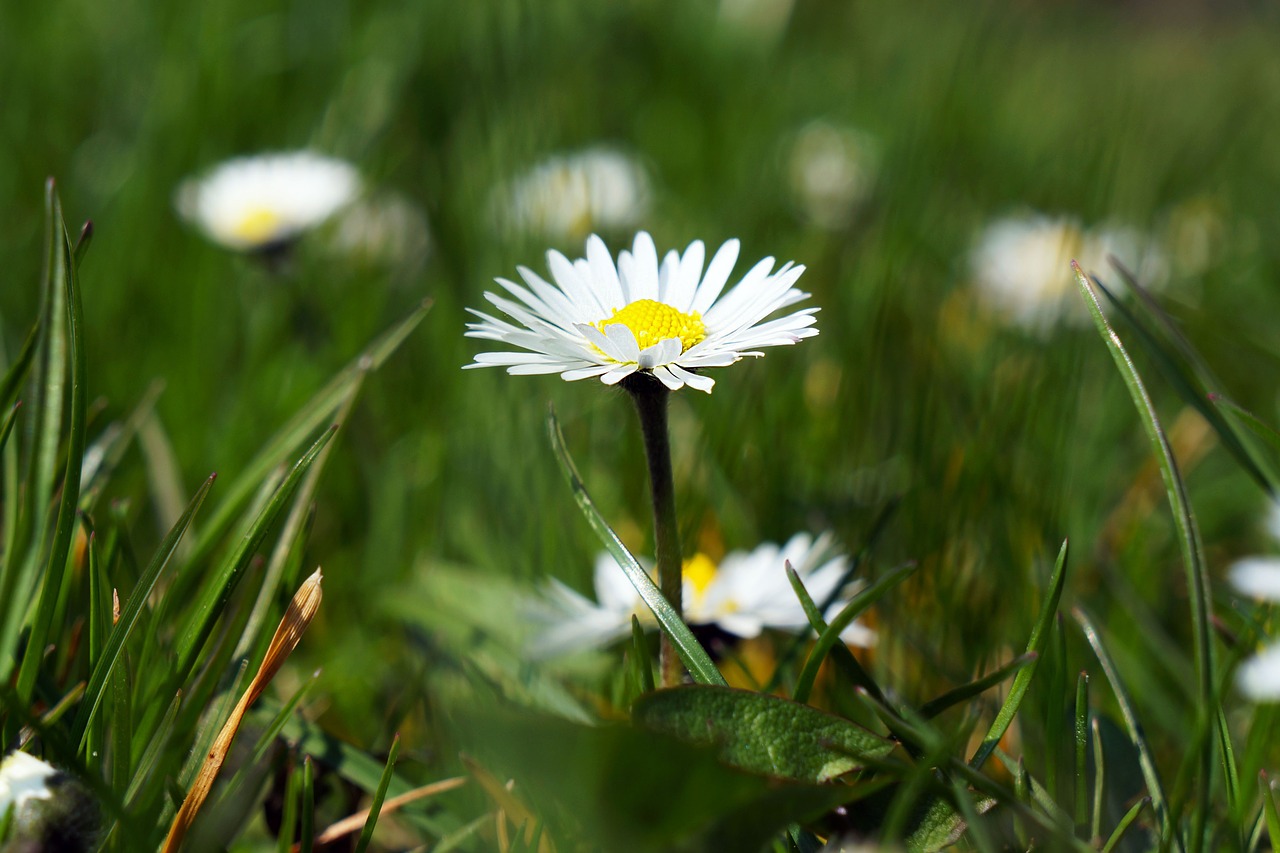 daisy flower white free photo