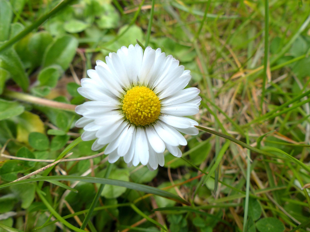 daisy blossom bloom free photo