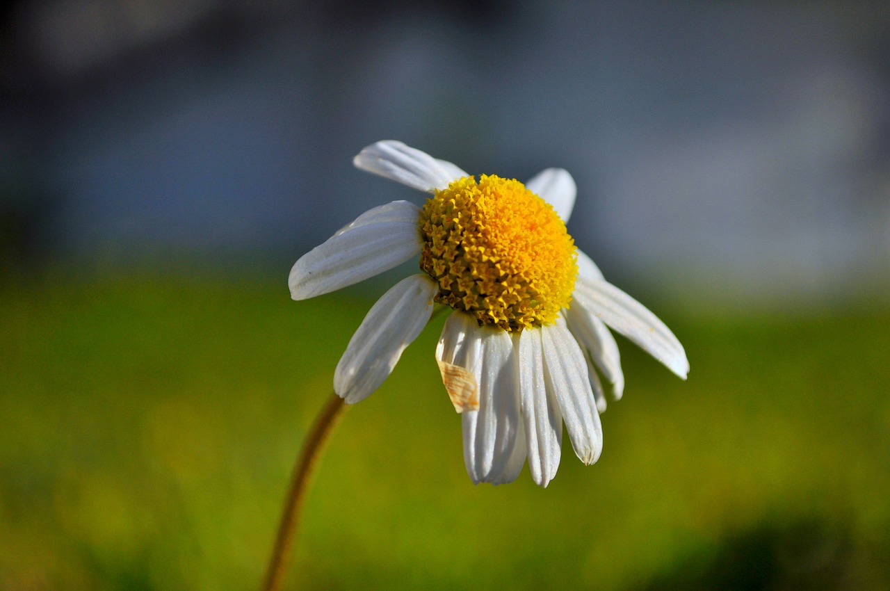 daisy flower nature free photo